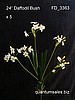 24" Daffodil Bush x 5  ( $6.30 )